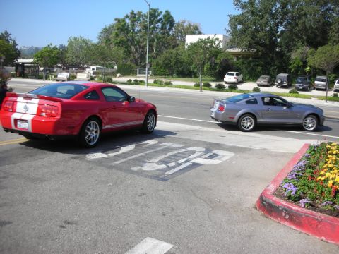 1998 Ford Crown Victoria - Two Ford Mustangs, a red one with white stripes and a silver one, are positioned at a crosswalk marked with a painted stop sign.