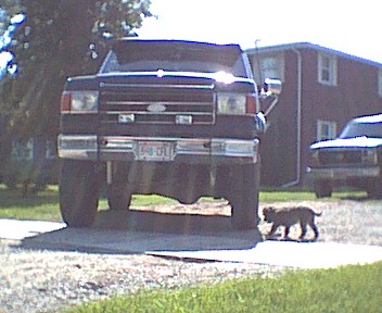 1989 Ford Bronco - Front view of a dark colored Ford Bronco, with a dog walking in front of it.