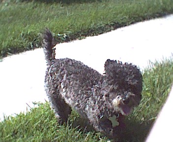 1989 Ford Bronco - A dark-colored poodle stands on a grassy area next to a paved path.