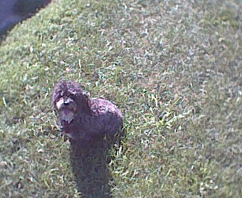 1989 Ford Bronco - A dark-colored dog with fluffy fur stands on a grassy area.