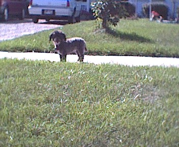 1989 Ford Bronco - A dog stands on a grassy area with a vehicle visible in the background.