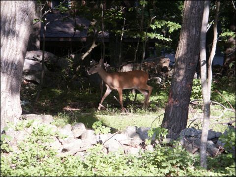 2001 Mercury Grand Marquis - A deer walks through a natural outdoor scene, contradicting the vehicle registry claim.