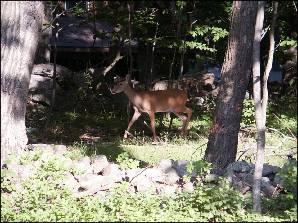 Deer walking in a wooded area with stone walls and trees