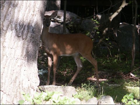 2001 Mercury Grand Marquis - A deer pauses near a tree in a natural setting.
