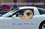 1989 Ford Bronco - A cat sits in the driver's seat of a white Corvette, with text overlays adding a humorous message.