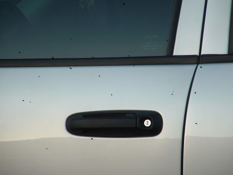 2007 Kawasaki Ninja - The side of a vehicle, showing a black door handle and a portion of the door panel, speckled with numerous small dark marks.