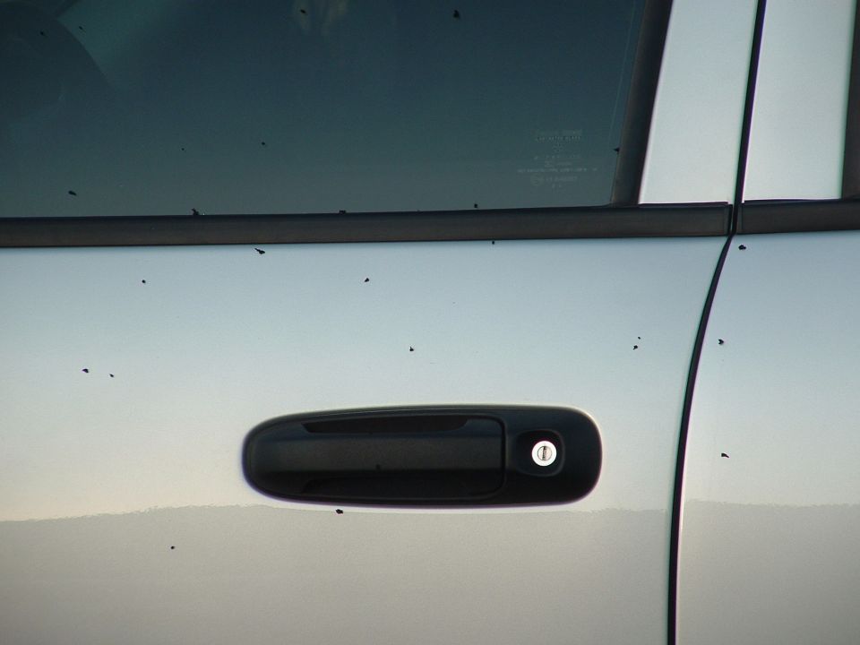 Close-up of a car door handle and part of the door panel. The surface has many small dark spots, possibly bugs
