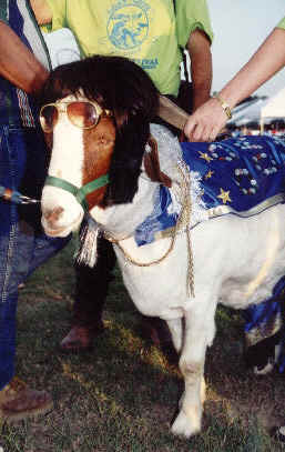 1971 Ford Ranchero - A goat dressed in sunglasses and a wig, adorned with a star-spangled blanket, is presented by handlers.
