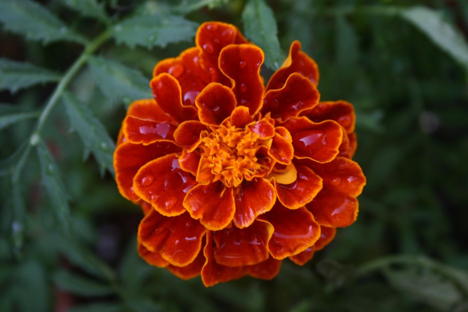 Orange marigold flower with water droplets