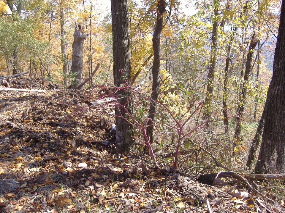 wooded area with fallen leaves and branches