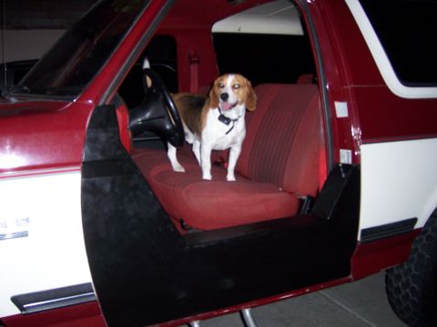 1991 Ford Bronco - Beagle dog sits in the driver's seat of a 1991 Ford Bronco.