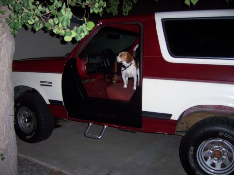 1991 Ford Bronco - A beagle sits in the driver's seat of a two-tone red and white SUV with the door open.