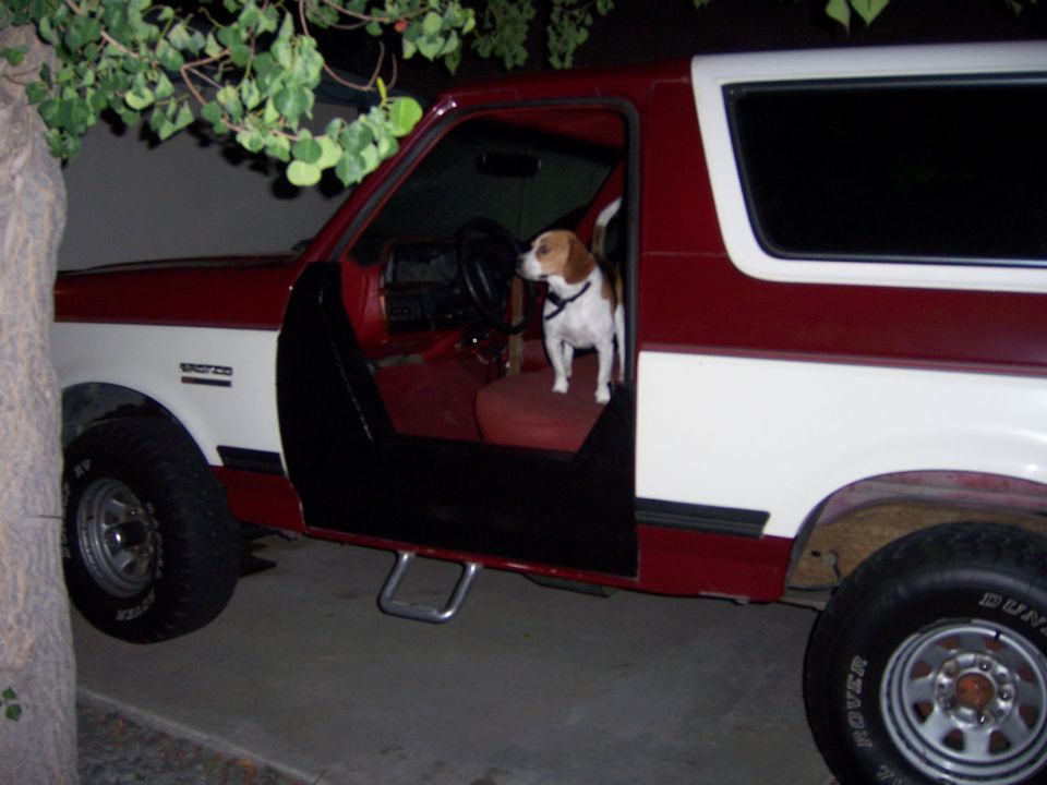 Dog sitting in driver's seat of a red and white 1991 Ford Bronco