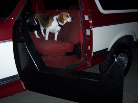 1991 Ford Bronco - A beagle stands on the seat of a vehicle, looking out the open door.