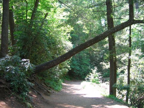 1985 Ford LTD Crown Victoria - A scenic forest path is partially blocked by a fallen tree, with lush green foliage surrounding it.