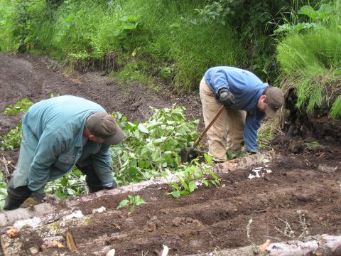 2000 Ford E350 - Men work on a muddy path, clearing logs and debris amidst green vegetation.