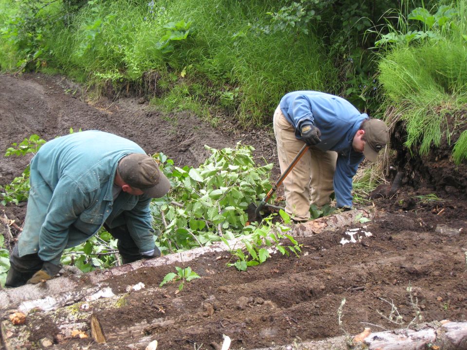 Two men in work clothes dig in the dirt next to logs on a muddy path with green foliage in the background