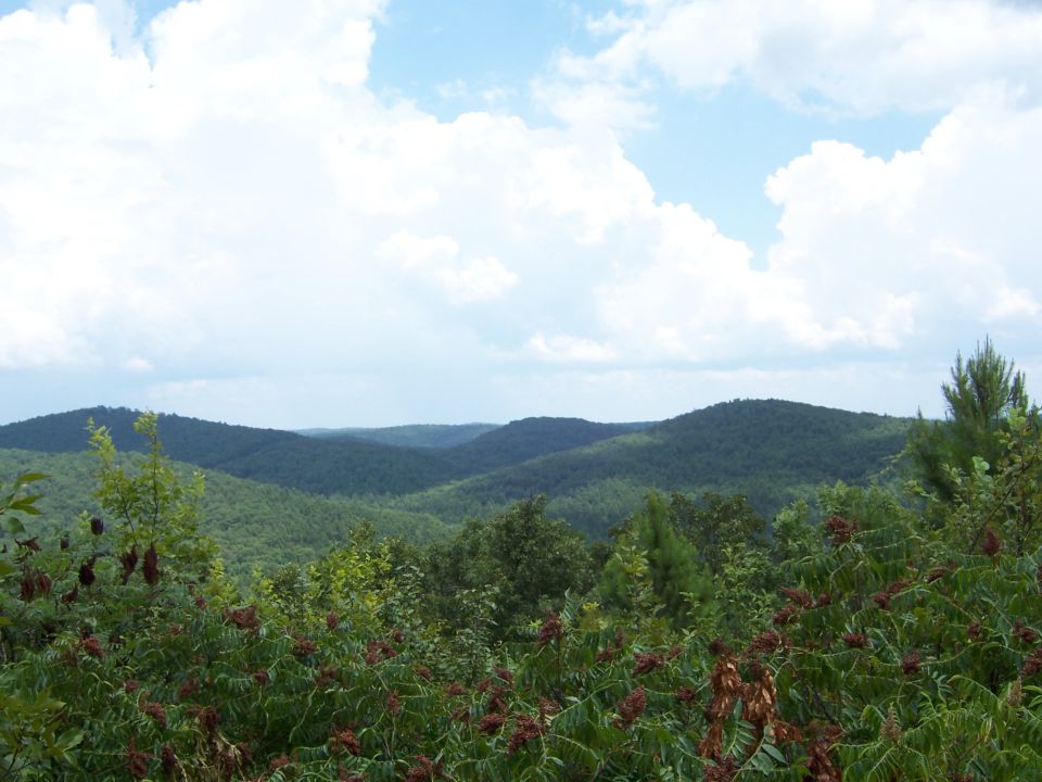 Hills covered in trees under a cloudy sky. Some plants in the foreground