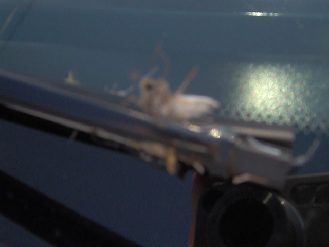 Insect on a car windshield, with wiper blade visible