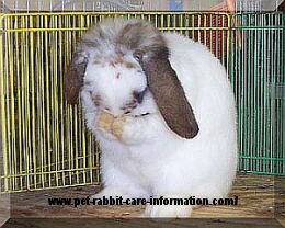 1978 Ford Mustang II - A rabbit is pictured in front of a cage with text overlayed on the image.