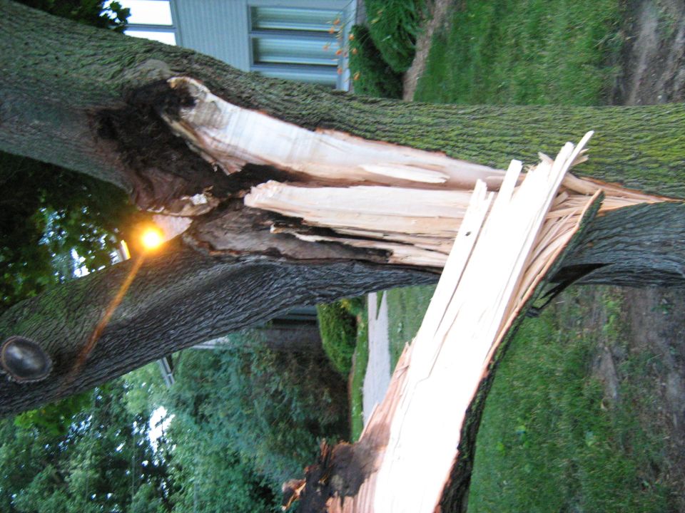 Close-up of a large tree split apart with exposed splintered wood