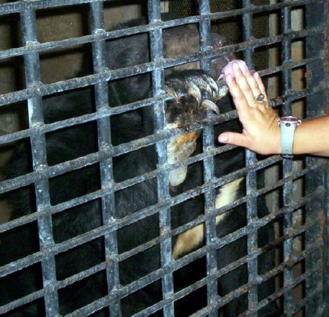 1986 Ford Bronco - A person's hand reaches through bars to touch a bear's paw.
