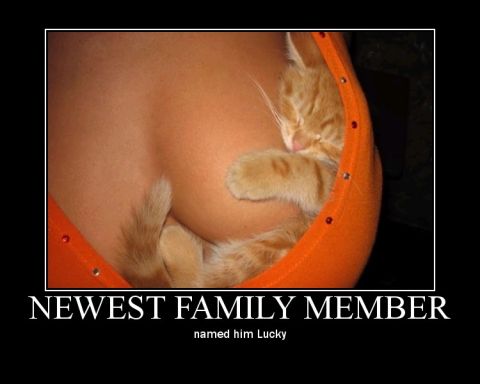 1978 Ford Mustang II - A kitten named Lucky is the newest family member.