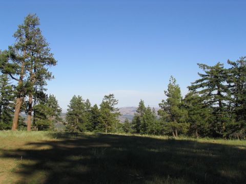 1979 Ford Bronco - A wide view of a natural landscape with rolling hills and evergreen trees.