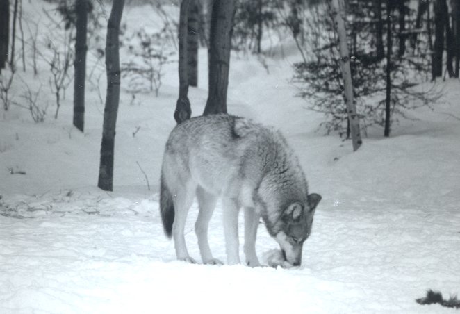 Wolf in snow, head down eating something, trees in background