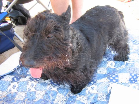 1985 Ford LTD Crown Victoria - A black Scottish Terrier dog rests on a blanket at the beach.