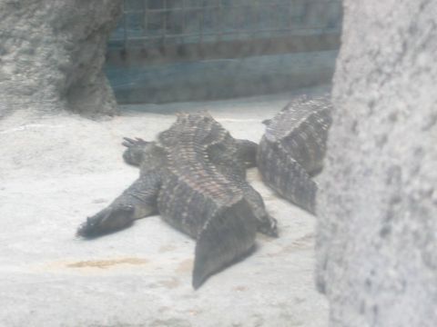 1985 Ford LTD Crown Victoria - Two alligators are seen resting on a sandy surface, possibly in an enclosure.