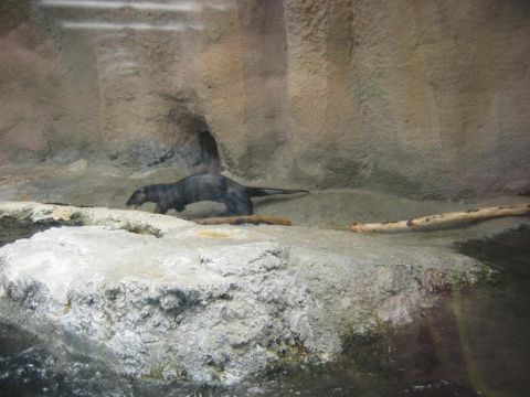 1985 Ford LTD Crown Victoria - An otter explores its rocky habitat, which includes water and logs.