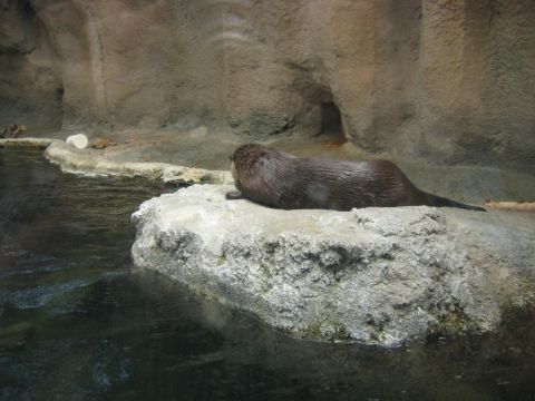 1985 Ford LTD Crown Victoria - An otter rests on a rock next to a body of water in what appears to be an enclosure.