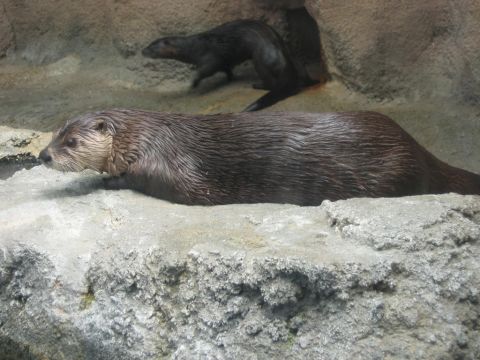 1985 Ford LTD Crown Victoria - Two otters are resting on rocks in their habitat.