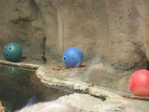 1985 Ford LTD Crown Victoria - Three colorful balls are visible in a zoo enclosure, possibly for animal enrichment.