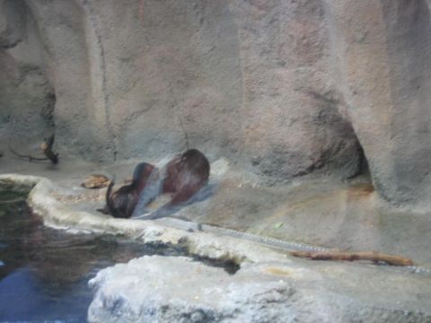 1985 Ford LTD Crown Victoria - Otters are seen resting on rocks within their habitat.