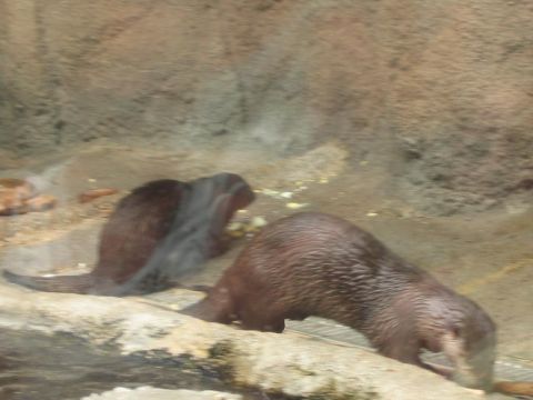 1985 Ford LTD Crown Victoria - Two otters are exploring their habitat, with one actively investigating the ground.