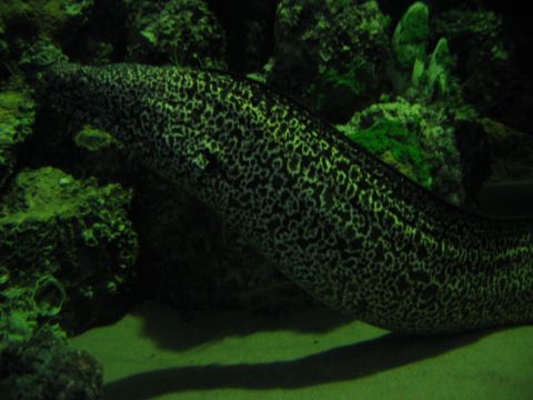 1985 Ford LTD Crown Victoria - A moray eel swims in its aquatic habitat, surrounded by rocks and sandy bottom.