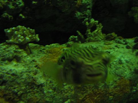 1985 Ford LTD Crown Victoria - A pufferfish navigates a coral reef environment.