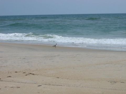 1985 Ford LTD Crown Victoria - A lone seagull stands on the shore as waves crash on the beach.