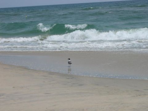 1985 Ford LTD Crown Victoria - A lone seagull stands on the shore as waves crash on the beach.