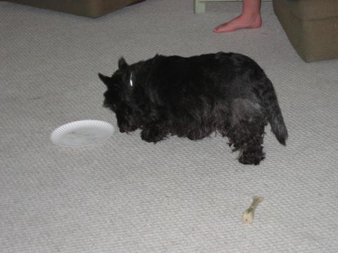 1985 Ford LTD Crown Victoria - A Scottish Terrier dog investigates a paper plate on the floor, with a small bone nearby.