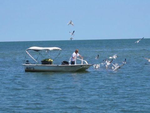 1985 Ford LTD Crown Victoria - A person on a boat feeds a flock of seagulls in the ocean on a clear day.