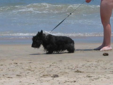 1985 Ford LTD Crown Victoria - A black Scottish Terrier is walked on a leash along a sandy beach with the ocean waves gently rolling in.