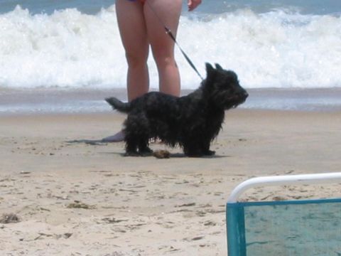 1985 Ford LTD Crown Victoria - A black dog on a leash stands on the sand at the beach, with waves crashing behind it.