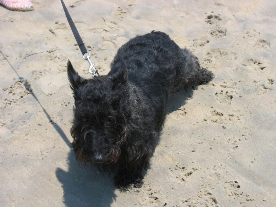 Black dog on a leash on a sandy beach