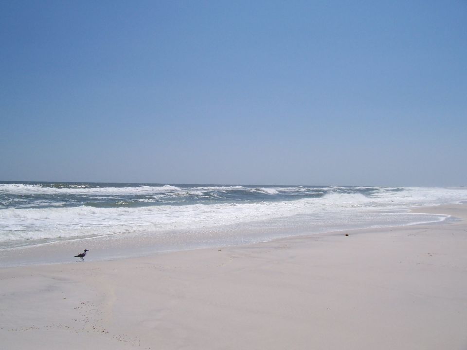 Bird on a sandy beach with waves and a clear blue sky