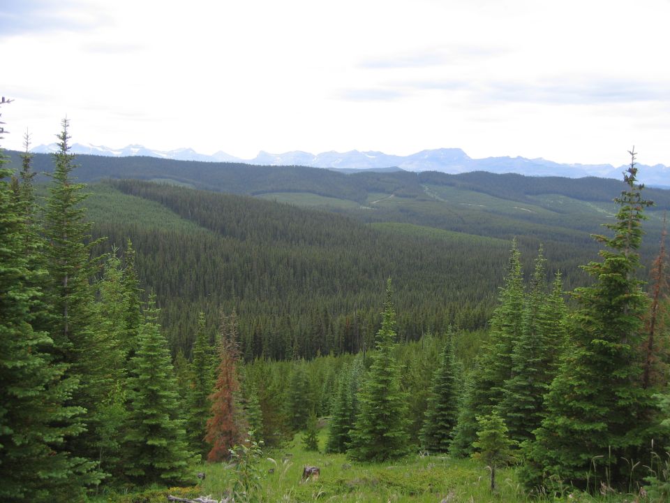 Spruce-covered foothills under overcast sky with distant snow-flecked peaks