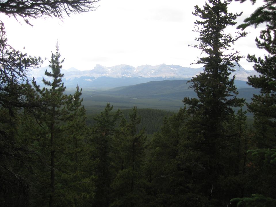 Pine trees in the foreground with a wide valley and snow-capped mountains in the distance