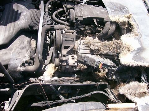 1982 Ford Bronco photo
